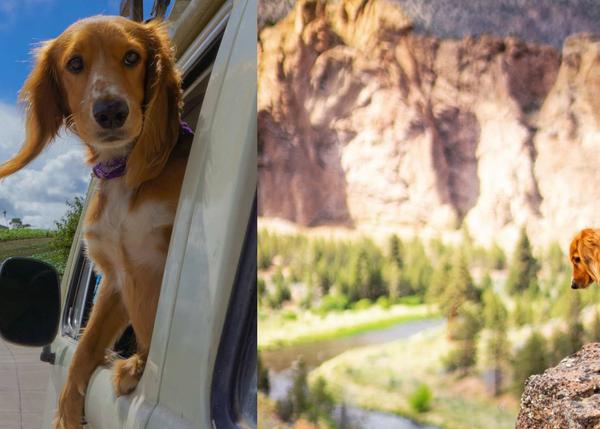 La perra con el jardín más grande del mundo: una cocker y su épico viaje desde Lima hasta Alaska