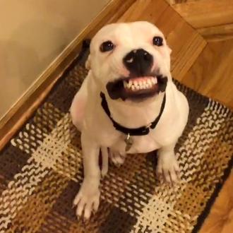 Herbert, el Pit Bull sonriente que hará que tu día …