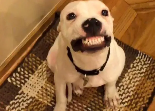 Herbert, el Pit Bull sonriente que hará que tu día mejore sí o sí