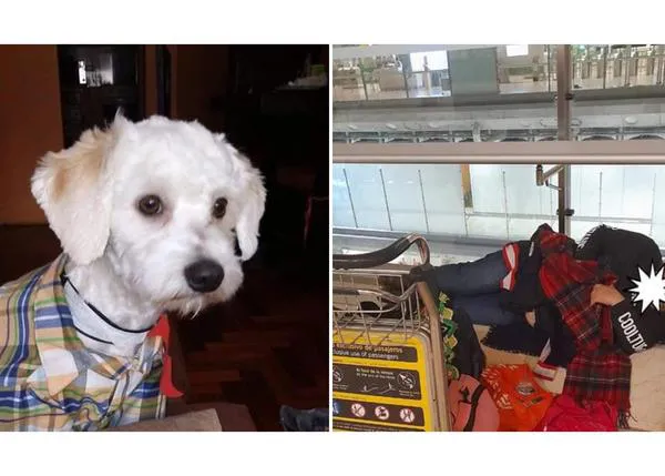 Luno, el perro, sigue retenido en Barajas: han ordenado que sea enviado de vuelta a su país