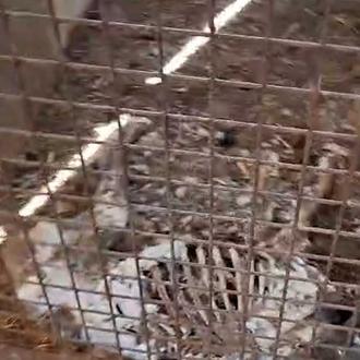 Mueren por inanición 32 perros abandonados -sin agua o comida- …