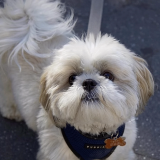 The Dogist convertido en profe de fotografía infantil para una …