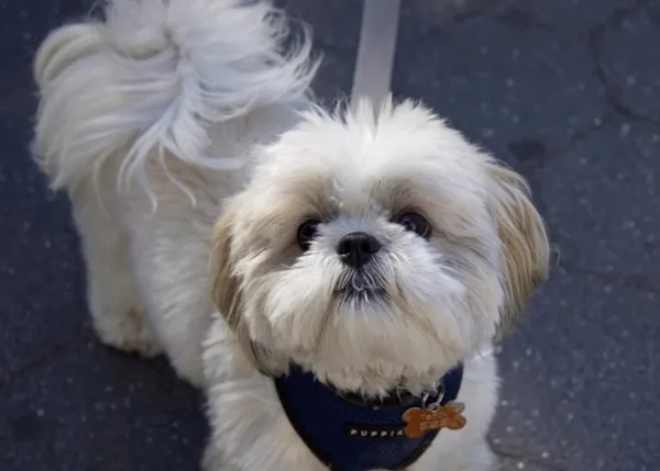 The Dogist convertido en profe de fotografía infantil para una niña que ha superado un cáncer
