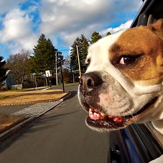 Perros en coche, los mejores momentos de los fabulosos vídeos …
