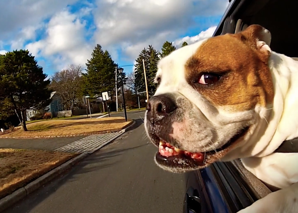 Perros en coche, los mejores momentos de los fabulosos vídeos de trufas al viento