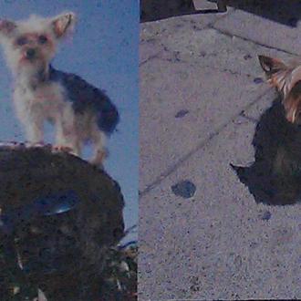 Buscan a Lusi: perrita robada en Montera, Madrid