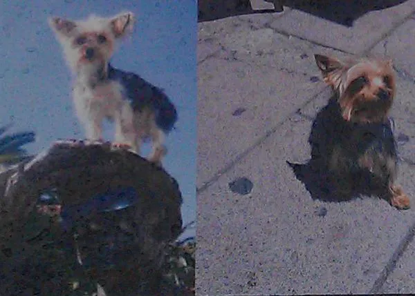 Buscan a Lusi: perrita robada en Montera, Madrid