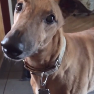 El perro motosierra, primo hermano del can que sueña con …