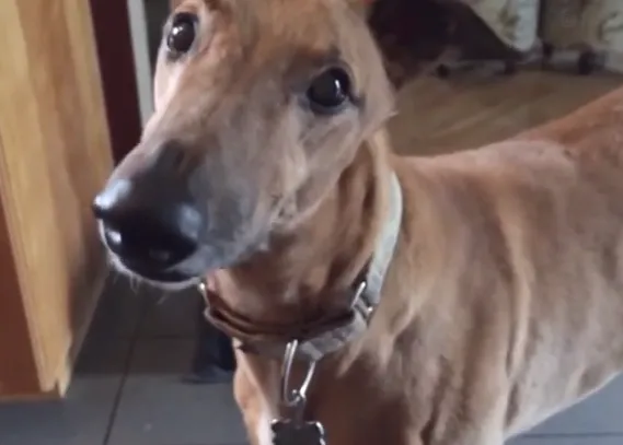 El perro motosierra, primo hermano del can que sueña con el bacon