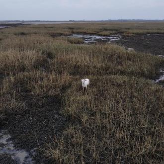 Gracias a un dron y una salchicha, rescatan a una …