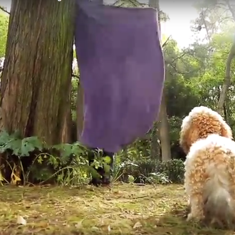 La mejor versión del viral perruno del verano, el #whatthefluffchallenge …