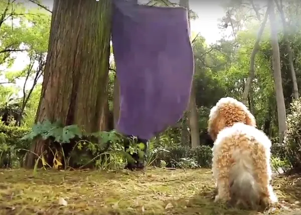 La mejor versión del viral perruno del verano, el #whatthefluffchallenge contra el abandono