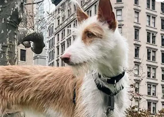 Wilson, un guapérrimo podenco ibicenco, el nuevo perrete de Theron Humphrey (humano de la inolvidable Maddie)