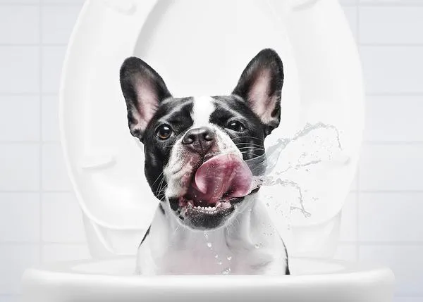 Trastadas con mucho arte: una Boston Terrier escenifica travesuras perrunas típicas