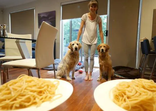 Preparados, listos ya: dos Golden Retriever en la carrera por... un plato de espaguetis