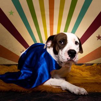 El perro de la calle que tenía miedo a entrar …