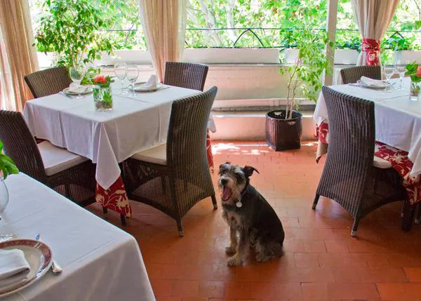 Jai Alai: un restaurante con mucha historia y muchas historias caninas