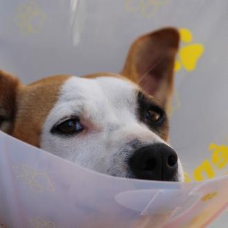 Primeros auxilios que pueden salvar la vida de tu perro …