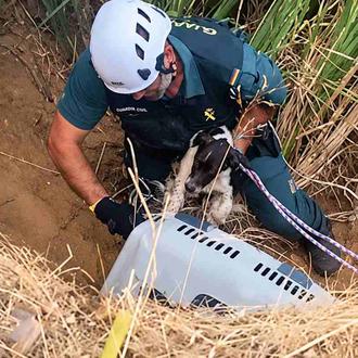 Agentes del SEPRONA rescatan a dos perros abandonados en una …