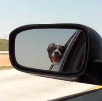 El perro (feliz) que mordía a los coches...