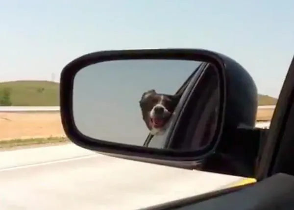 El perro (feliz) que mordía a los coches...