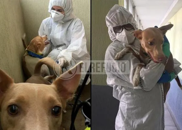 Ante el repunte de casos COVID en Madrid, El Refugio reactiva al equipo que rescata a perros y gatos desatendidos