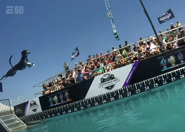 El deporte de los perros que vuelan.... al agua: Dock Dogs