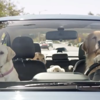 Anuncios con perros que hacen sonreír: Subaru consigue una actuación …