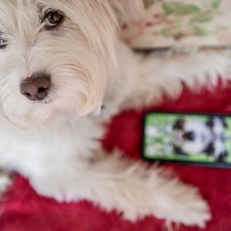 Nomofobia en acción: un 40% estarían dispuestos a separarse de …