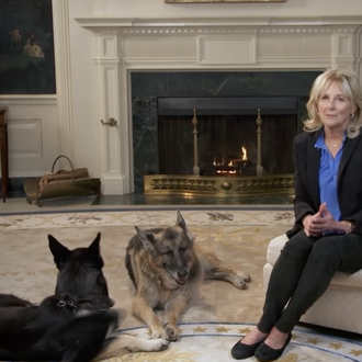 Los perros Major y Champ, junto a Jill Biden, protagonizan …