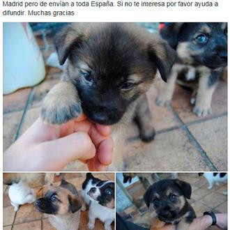 Que no, que no van a sacrificar a 5 cachorros …