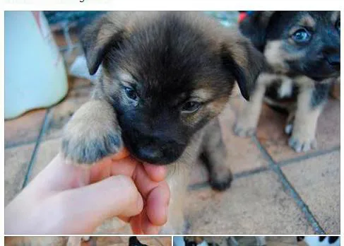 Que no, que no van a sacrificar a 5 cachorros de Pastor Alemán