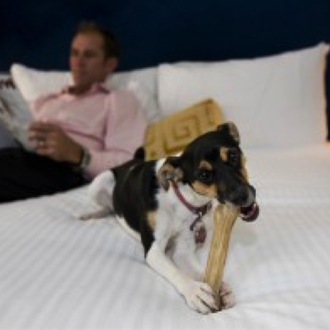 5 Hoteles para Hospedarte con tu Mascota en Miami