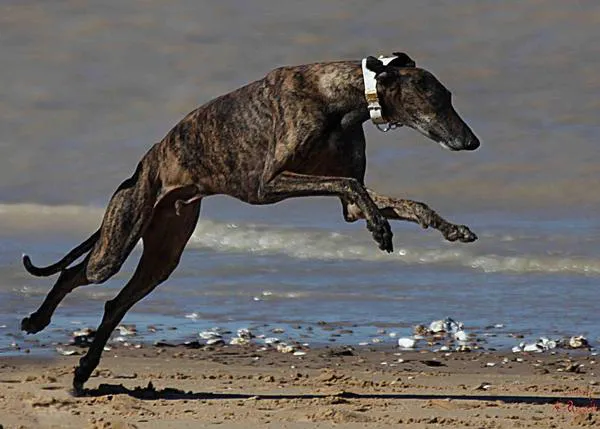 Los Galgos, en positivo: acariciando al viento en Sanlúcar de Barrameda