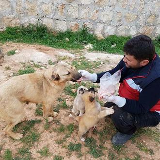 El hombre de los gatos de Aleppo, el hombre de …