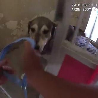 Captan el momento en que 60 perros y gatos son …