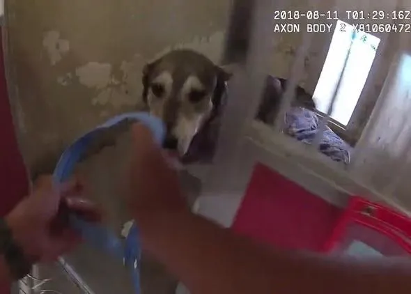 Captan el momento en que 60 perros y gatos son rescatados durante los incendios en California