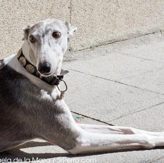 Hablando en Galgo con Babel: una elegante SraPerra