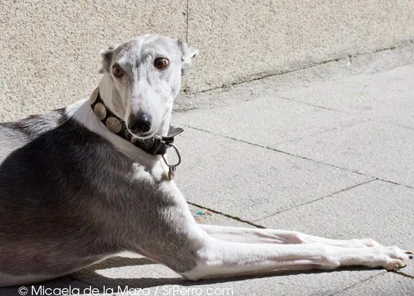 Hablando en Galgo con Babel: una elegante SraPerra