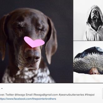 Estrellas caninas de Instagram, la pareja más estilosa: The Pointer …