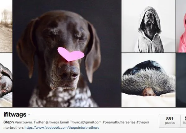 Estrellas caninas de Instagram, la pareja más estilosa: The Pointer Brothers