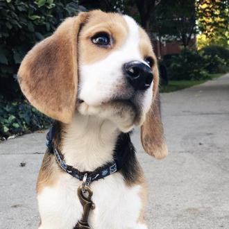 Los sonidos más zampables de un Beagle parlanchín
