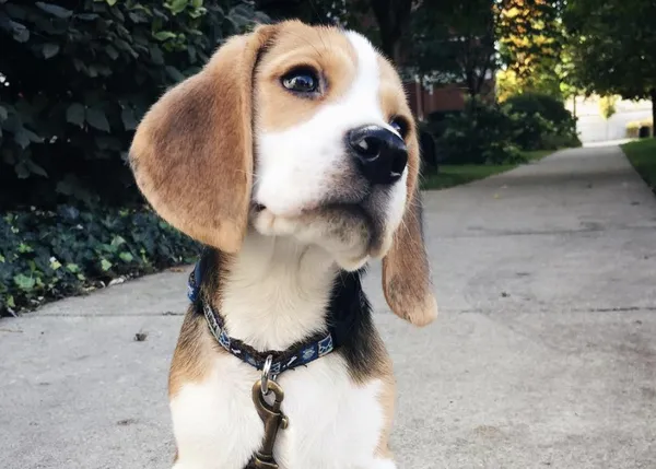 Los sonidos más zampables de un Beagle parlanchín