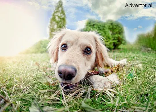 Descuentos para perros con los cupones de TiendAnimal