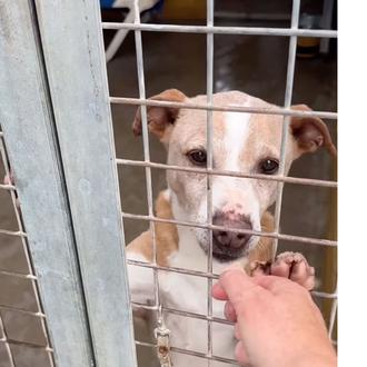 Logran desalojar la perrera de Los Barrios ante la llegada …