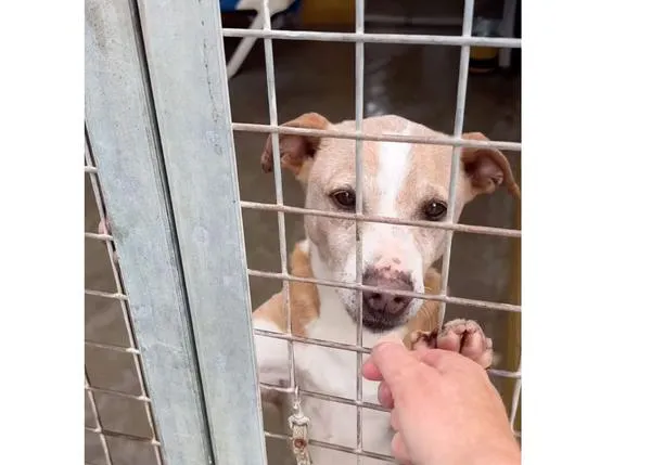 Logran desalojar la perrera de Los Barrios ante la llegada de nuevas tormentas; otras protectoras en Andalucía necesitan ayuda