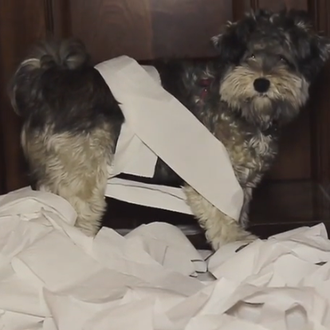 Divertidas, entrañables y geniales cartas de canes a los Reyes …