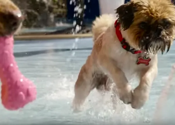 Un (estupendo) día de perros: canes adoptados disfrutando en un parque acuático