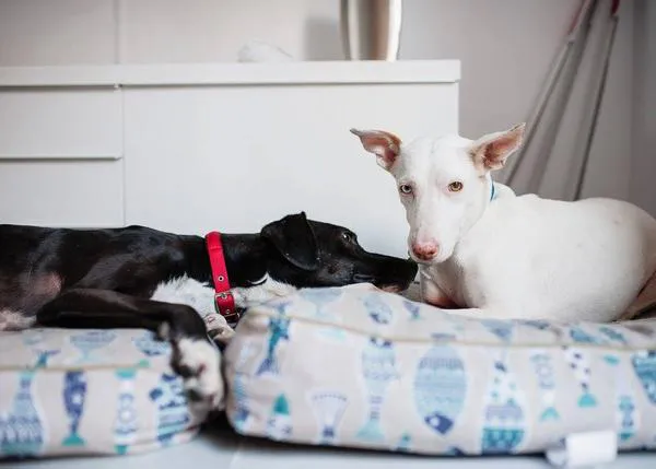 Historias de perros (adoptados): Tito e Hilario, dos canes que están aprendiendo a ser perros