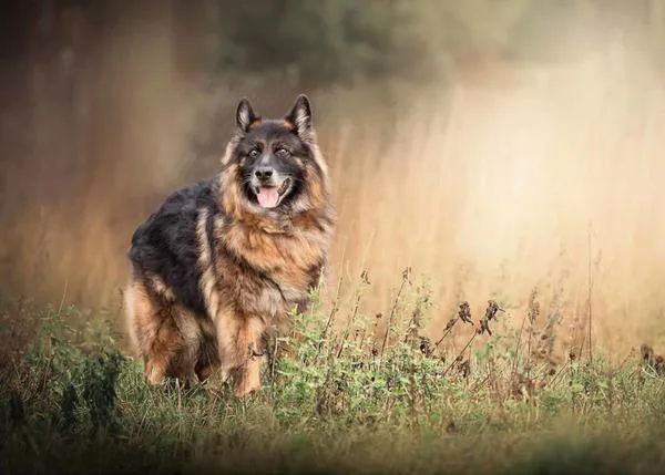 Los 5 errores más comunes a la hora de hacer buenas fotos a tu perro (y cómo evitarlos)